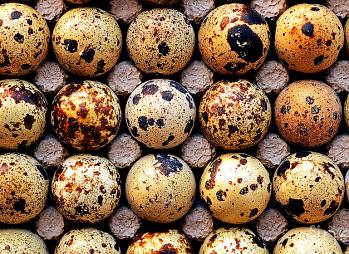 japanese-quail-eggs-uganda_africa.jpg