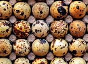 japanese-quail-eggs-uganda_africa.jpg